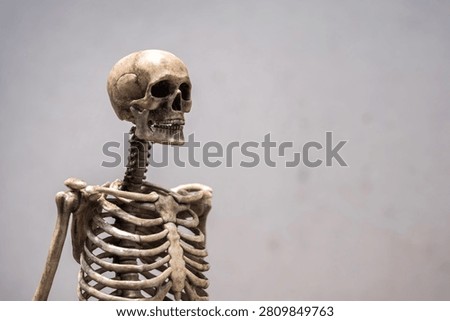 Dark Human skeleton model with skull and rib cage on grey old concrete wall background there is light falling on it with copy space.