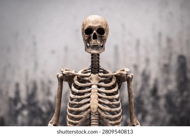 Dark human skeleton model upper body with skull and rib cage on textured abstract weathered grey old concrete wall background for medical, educational, and Halloween concepts.