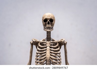 Dark human skeleton model upper body with skull and rib cage on grey old concrete wall background for medical, educational, and Halloween concepts.