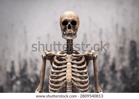 Dark human skeleton model upper body with skull and rib cage on textured abstract weathered grey old concrete wall background for medical, educational, and Halloween concepts.