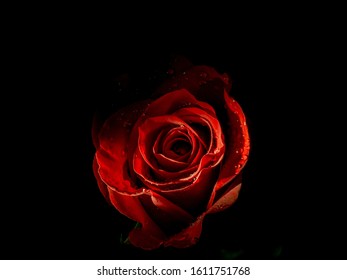 Dark illuminated red rose petal on black background