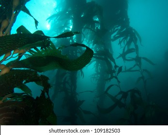 Dark Image Of Underwater Kelp Forest With Room For Copy