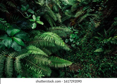 Dark Jungle Plants Tropics Background, Wet Greens Leaves Wallpaper