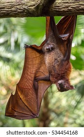 The Dark Knight Rises. Large Malayan Flying Fox Close-up Portrait