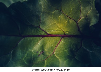 dunkle spätabendliche Makroaufnahme mit Salatpflanzenblättern mit Adern