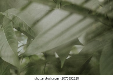 Dark leaf background wallpaper, aesthetic full HD image