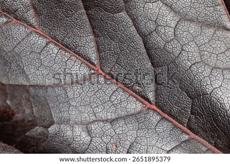 Dark leaf featuring vibrant red venation, displaying intricate botanical texture against neutral setting