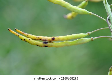 Dark leaf pod spot Alternaria brassicicola (and brassicae, alternata) on seedpods of winter rapeseed. Alternariosis. - Shutterstock ID 2169638295