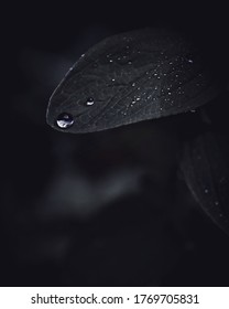 A dark leaf with a raindrop 