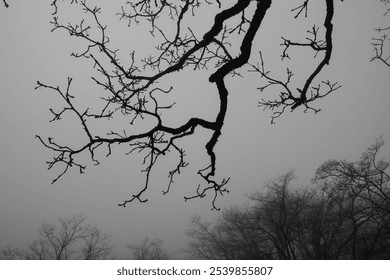 Dark, leafless tree branches stretch across a gray sky, creating an intricate silhouette. - Powered by Shutterstock