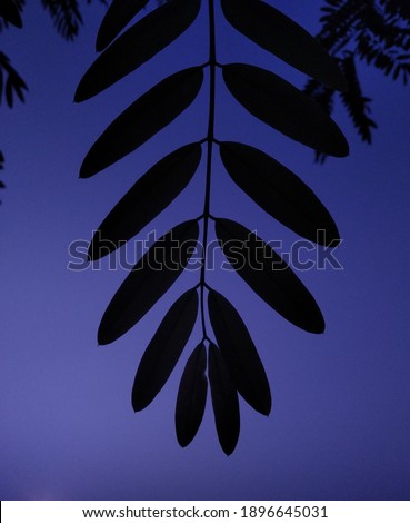 Similar – Image, Stock Photo maple leaves Plant Tree