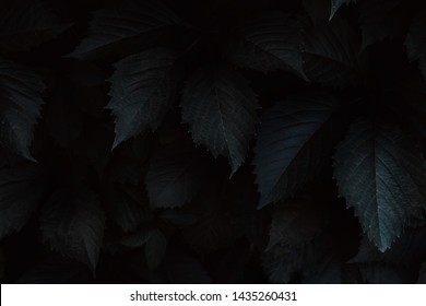 Dark Leaves Closeup View Background. Monochrome Tree, Bush Foliage Decorative Backdrop. Plant Leaves With Shadows Horizontal Minimal Wallpaper. Fresh Greenery. Natural, Organic, Eco Concept