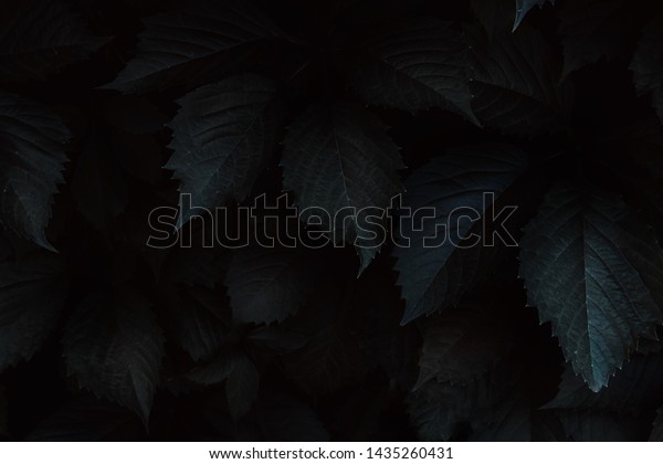 Dark leaves closeup view background. Monochrome\
tree, bush foliage decorative backdrop. Plant leaves with shadows\
horizontal minimal wallpaper. Fresh greenery. Natural, organic, eco\
concept
