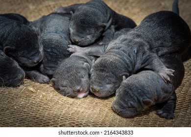 Dark Little Wild Mink Puppies