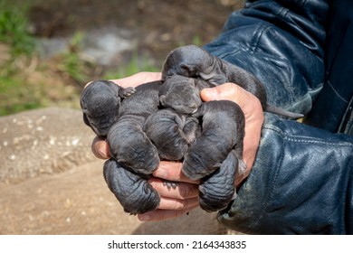 Dark Little Wild Mink Puppies