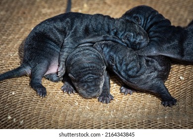 Dark Little Wild Mink Puppies