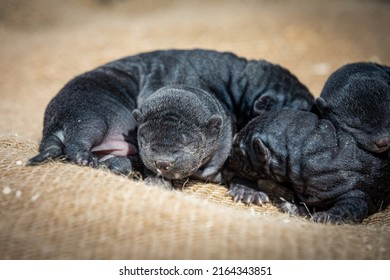 Dark Little Wild Mink Puppies