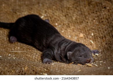 Dark Little Wild Mink Puppies