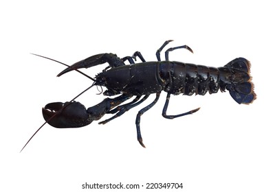 Dark Lobster Alive In White Back