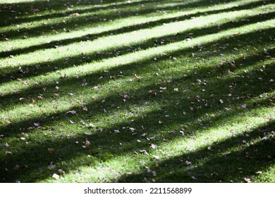 Dark long shadows from tall trees on the bright green grass of the lawn in the park. High-contrast full-frame shot of brightly sunlit green grass with tree shadows and leaves close-up. Green lawn., fotografie de stoc