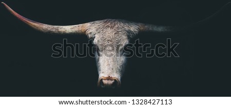 Dark Longhorn Cow