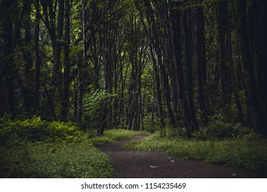 Dark, Lush Path In Forest Park, Portland Oregon