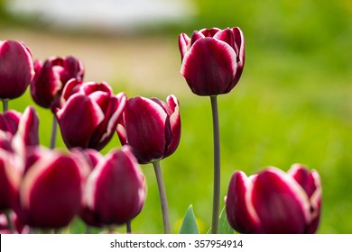dark magenta tulip with white stripe on blurred background of colored bokeh in park Stock Photo