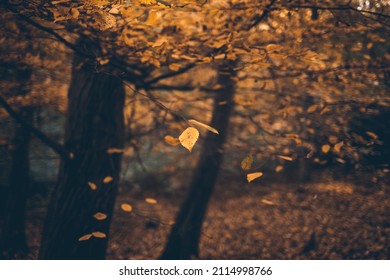 Dark magical autumn forest with dark orange tones