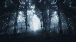 Dark Magical Forest At Night, Fantasy Landscape