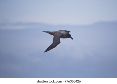 Dark Mantled Sooty Albatross