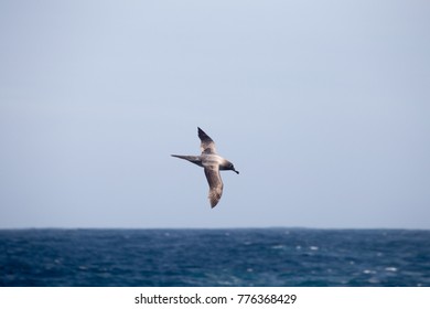 Dark Mantled Sooty Albatross