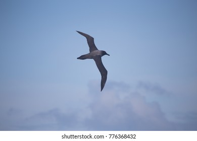 Dark Mantled Sooty Albatross