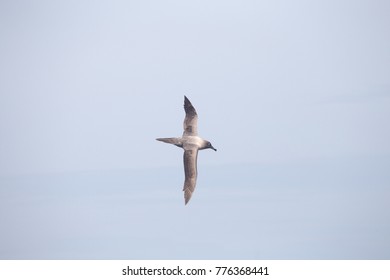 Dark Mantled Sooty Albatross