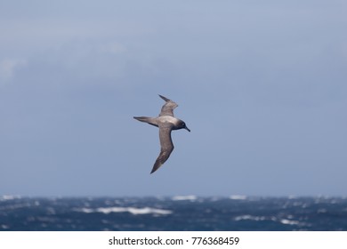 Dark Mantled Sooty Albatross