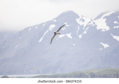 A Dark Mantled Sooty Albatross In Flight.