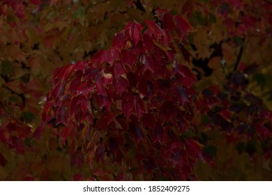 Dark Maple Red Fall Leaves In Nashville, Perfect For A Desktop Screen Saver