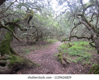 Dark Milkwood Forest - Endangered - South Africa