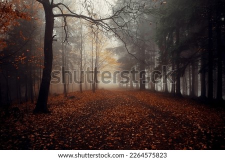 Similar – Image, Stock Photo edge of the forest Autumn