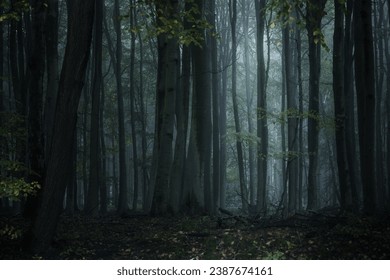 Dark misty forest with tall gray tree trunks and low pale light, spooky natural landscape in the wilderness, copy space, selected focus, narrow depth of field - Powered by Shutterstock