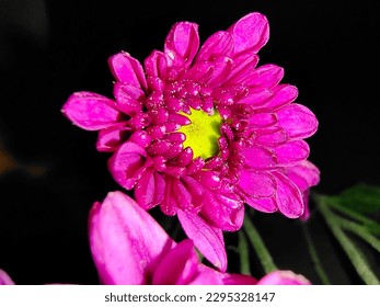 Dark Mode Shoot chrysanthemums in dark mode.  Use flash to illuminate