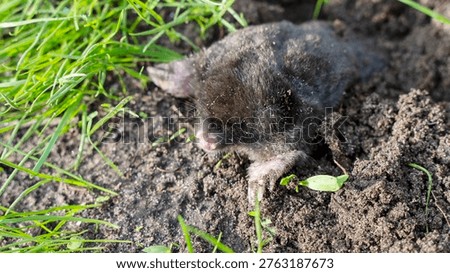 Dark mole digs through soil near green grass. Small, furry creature burrows underground. Tiny paws grip earth as it moves forward. Natural habitat shows earth and grass in balance