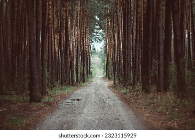 Dark moody forest with path and pine trees, natural outdoor vintage background