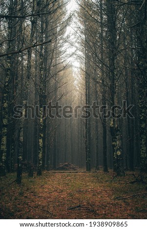 A dark and moody forest path with the sunlight peaking through the canopy on the the forest floor