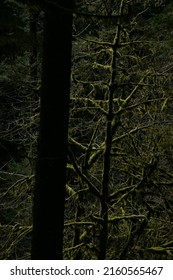 Dark, Moody, Mossy Trees In A Creepy Forest In The Pacific Northwest, USA.