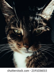 Dark Moody Tabby Cat Portrait