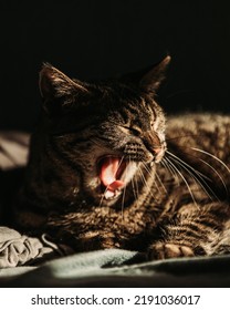 Dark Moody Tabby Cat Portrait