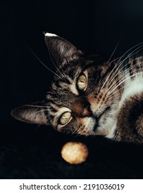 Dark Moody Tabby Cat Portrait