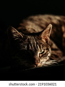 Dark Moody Tabby Cat Portrait