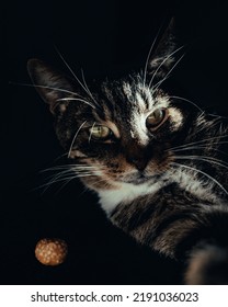 Dark Moody Tabby Cat Portrait