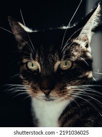 Dark Moody Tabby Cat Portrait